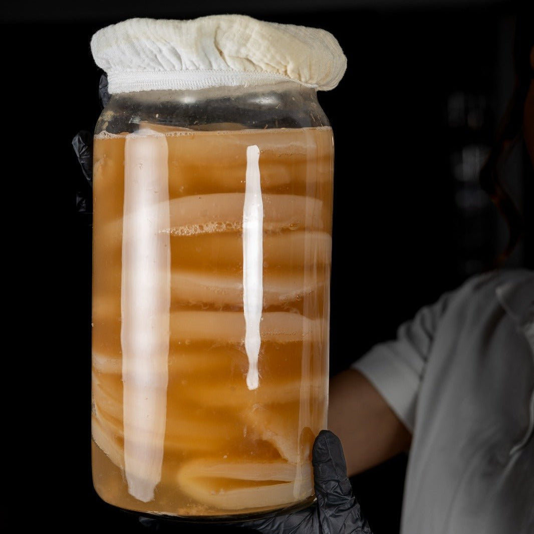 kombucha guba za fermentaciq u doma  v byrkan